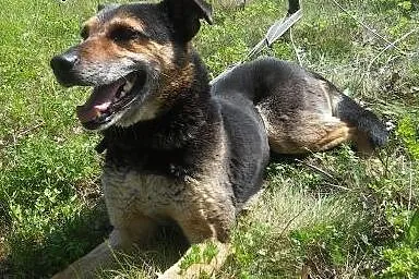 Wspaniały piesek szuka domku!!,  śląskie Zawiercie