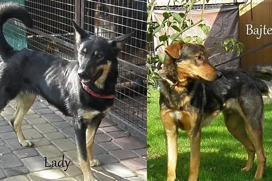 Lady i Bajtel świetna para