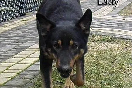 Lady i Bajtel świetna para