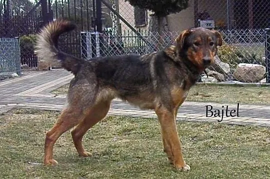 Lady i Bajtel świetna para