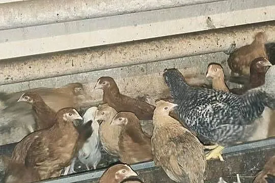 Młode kury nioski 10 tygodni, Mazowieckie, Zielona