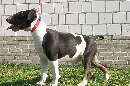 BULTERIER, Bullterrier,szczenięta,wyjatkowy rodowó