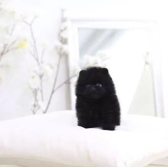 Super urocze szczeniaki rasy pomeranian miniaturowy gotowe do adopcji PILNE PILNE!!...., , Lubuszanka