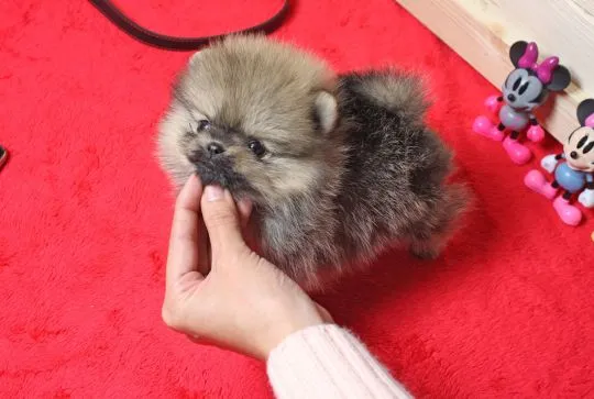 Super urocze szczeniaki rasy pomeranian miniaturowy gotowe do adopcji PILNE PILNE!!...., , Lubuszanka