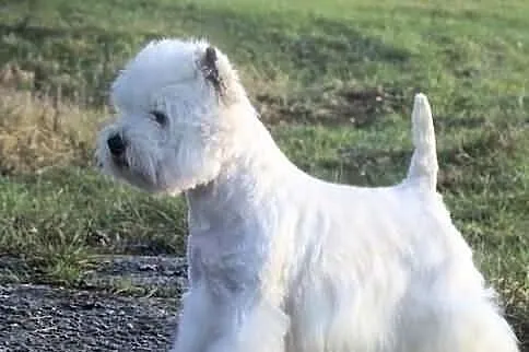 Sprzedam West Highland White Terrier