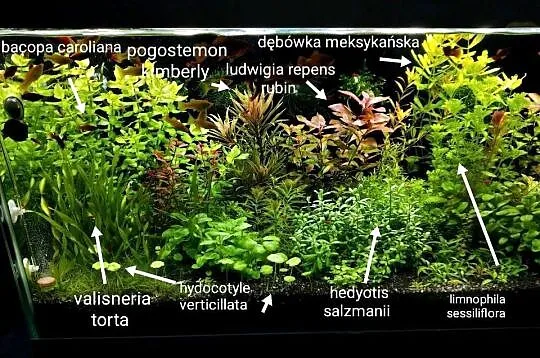Rośliny akwariowe: Hedyotis salzmanii, Świętokrzyskie, Końskie