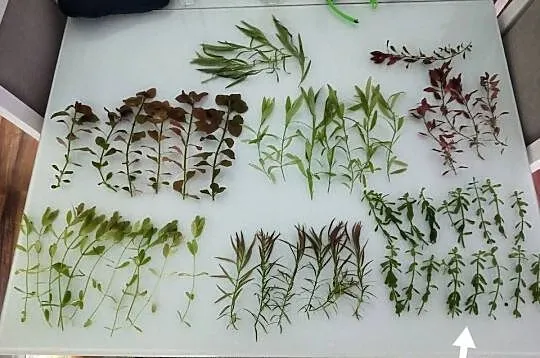 Rośliny akwariowe: Hedyotis salzmanii, Świętokrzyskie, Końskie