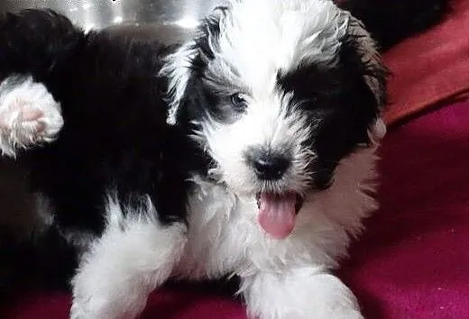 Owczarek Statoangielskibobtail szczeniaki, Pozost