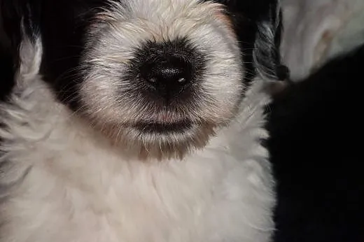 Owczarek Statoangielskibobtail szczeniaki,  Pozost