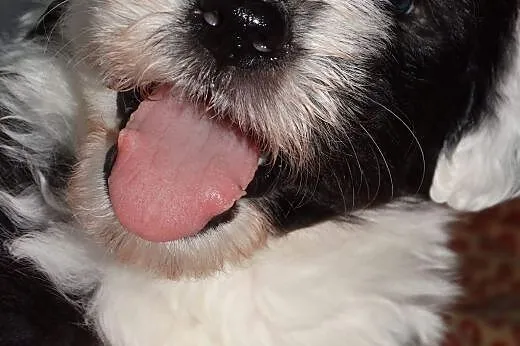 Owczarek Statoangielskibobtail szczeniaki,  Pozost