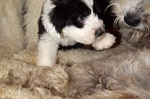 Owczarek Statoangielskibobtail szczeniaki,  Pozost
