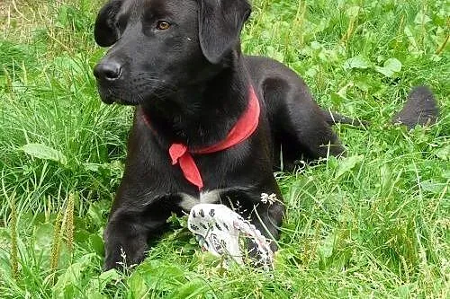 BALDO młodziutki czarny labrador szuka domu na res