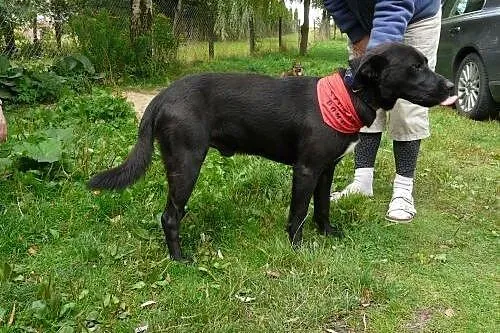 BALDO młodziutki czarny labrador szuka domu na res