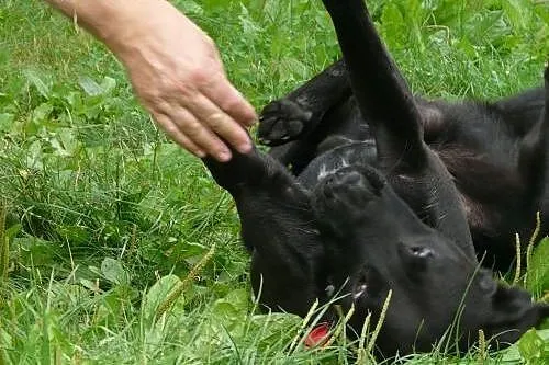 BALDO młodziutki czarny labrador szuka domu na res