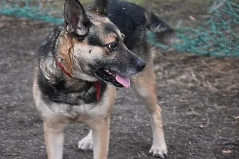 Maja, sunia niepotrzebna nikomu, najcudowniejszy p