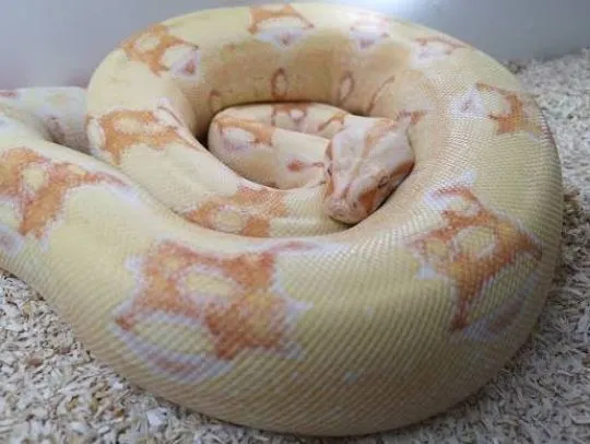 Boa dusiciel Albino (samiec 4 lata + Terrarium 120x60x60) z osprzetem i szafka, Mazowieckie, Warszawa