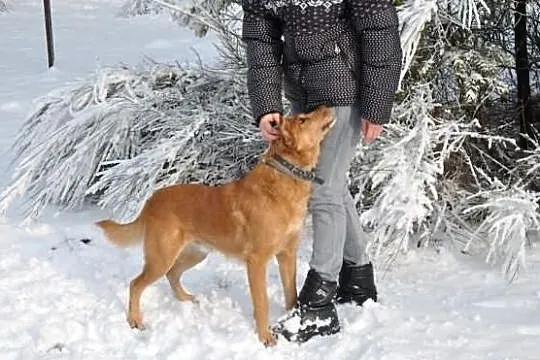 Mądry, łagodny, piękny pies do adopcji!