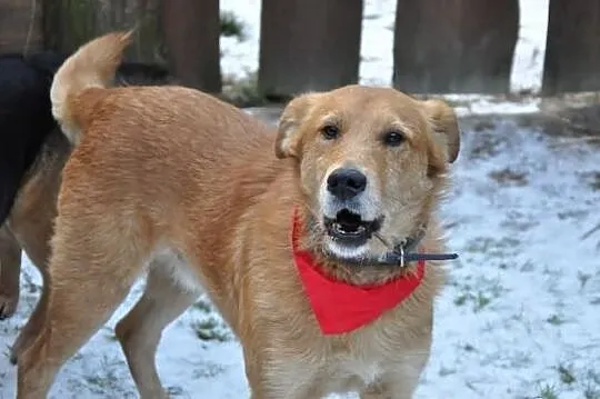 Mądry, łagodny, piękny pies do adopcji!