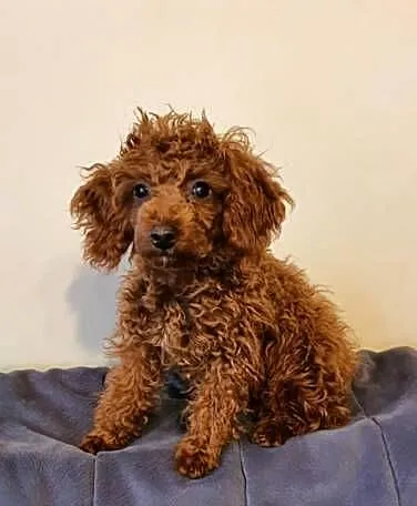 Pudel Toy ciemny red brown śliczny malutki pudelek, Śląskie, Częstochowa