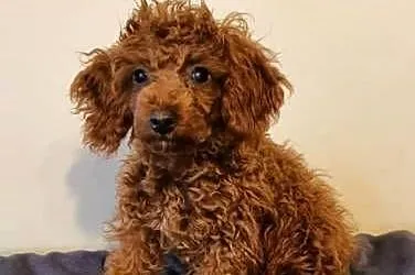 Pudel Toy ciemny red brown śliczny malutki pudelek, Śląskie, Częstochowa