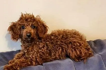Pudel Toy ciemny red brown śliczny malutki pudelek, Śląskie, Częstochowa