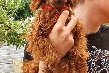 Pudel Toy ciemny red brown śliczny malutki pudelek, Śląskie, Częstochowa