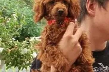 Pudel Toy ciemny red brown śliczny malutki pudelek, Śląskie, Częstochowa