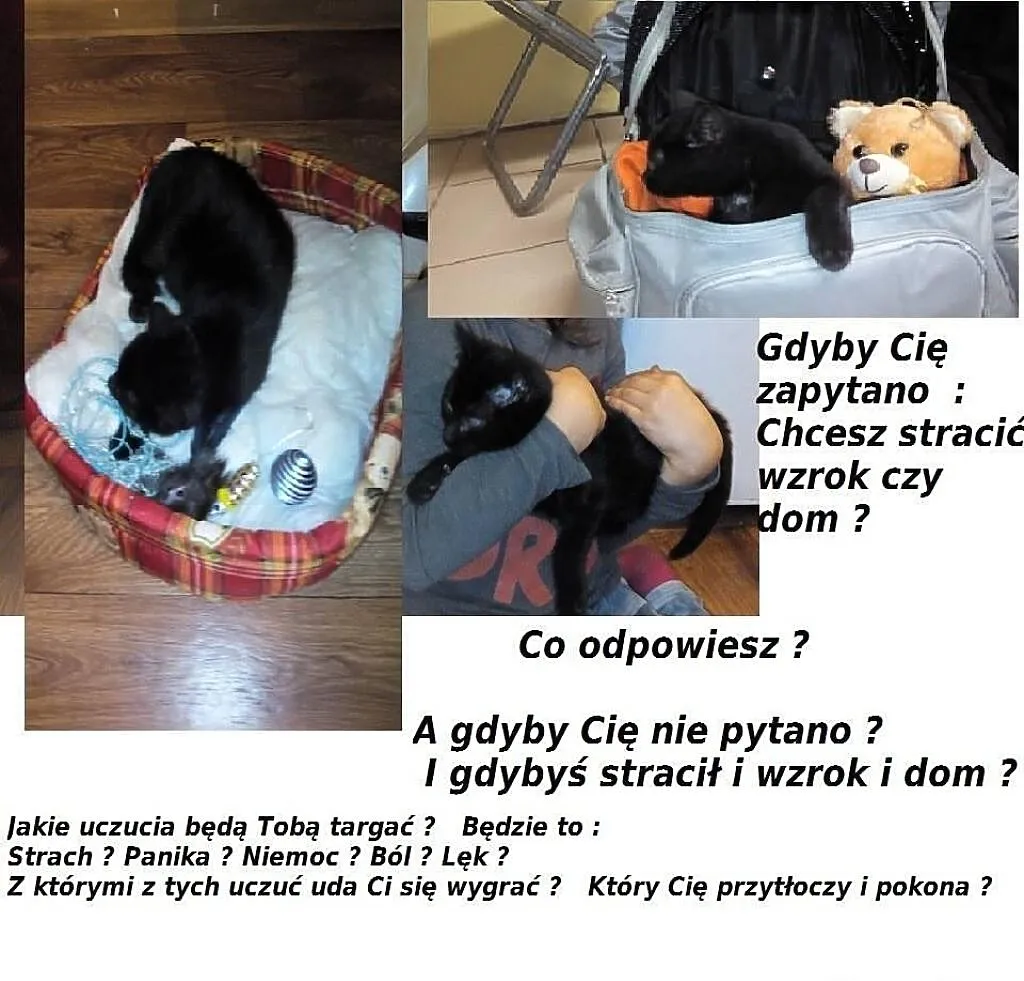 Tragedia Maleńkiego Kotka! Nie pozwól Mu cierpieć,