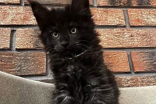 Kocur Leo Maine Coon