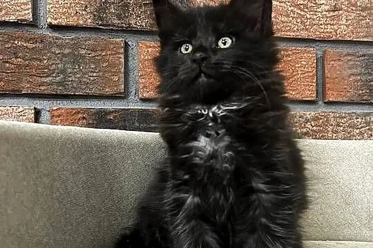 Kocur Leo Maine Coon, Kujawsko-pomorskie, Szembruk