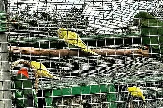 Papugi faliste, Małopolskie, Skała