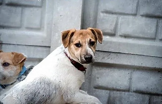 Urodziwy klakson poleca sie do adopcji, świętokrz