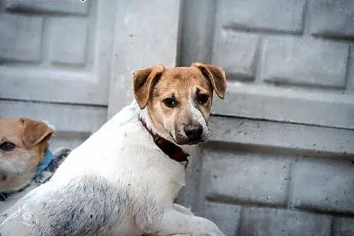 Urodziwy klakson poleca sie do adopcji, świętokrzyskie Kielce
