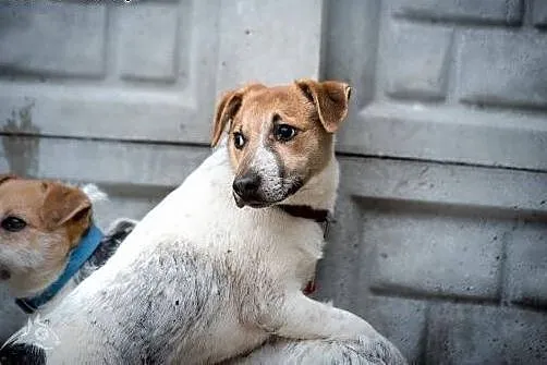 Urodziwy klakson poleca sie do adopcji,  świętokrz