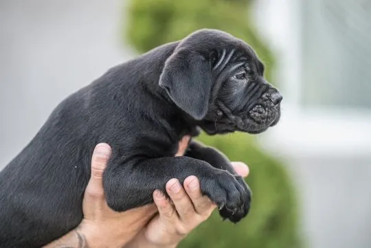 Cane Corso Piękne zarejestrowane szczenięta na sprzedaż, Mazowieckie, Warszawa