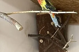 Papugi rozelle białolice, samica , Skrzyszów