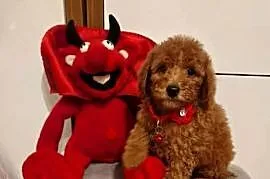 Pudel Miniaturka/Toy red