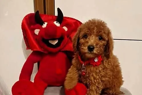 Pudel Miniaturka/Toy red