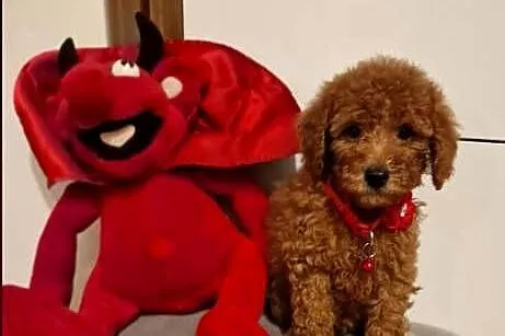 Pudel Miniaturka/Toy red, Śląskie, Częstochowa