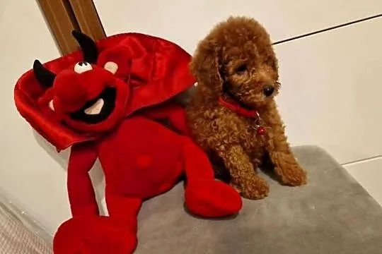 Pudel Miniaturka/Toy red, Śląskie, Częstochowa