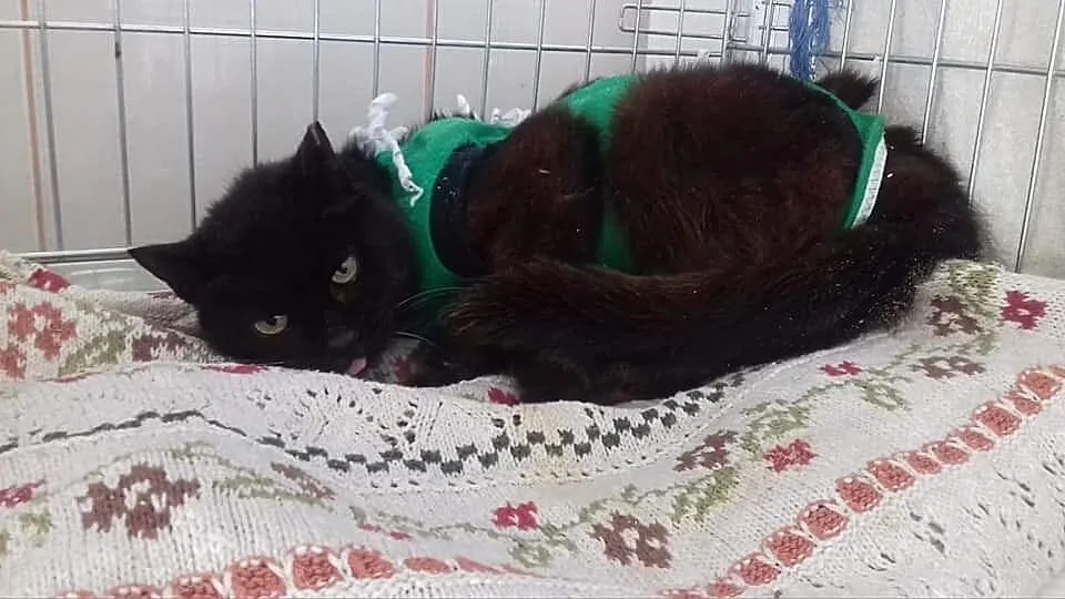 Seniorka z felv błaga o dom!