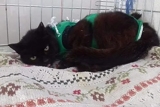 Seniorka z felv błaga o dom!