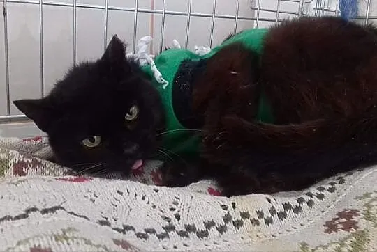 Seniorka z felv błaga o dom!