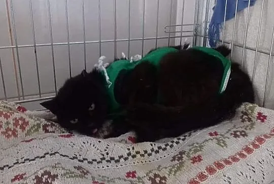 Seniorka z felv błaga o dom!