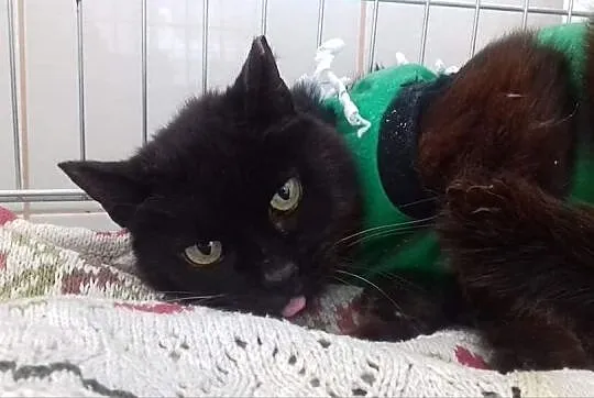 Seniorka z felv błaga o dom!
