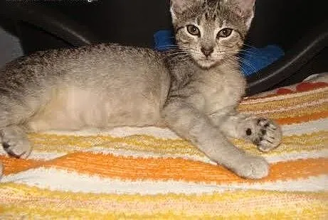 Tina - 2,5 mies. koteczka do adopcji, łódzkie Łód