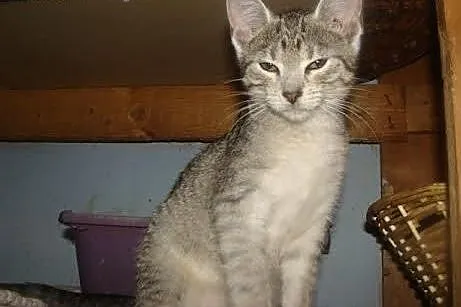 Tina - 2,5 mies. koteczka do adopcji,  łódzkie Łód
