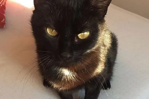 Zoja do adopcji śliczna kotka FILMIK,  łódzkie Łódź