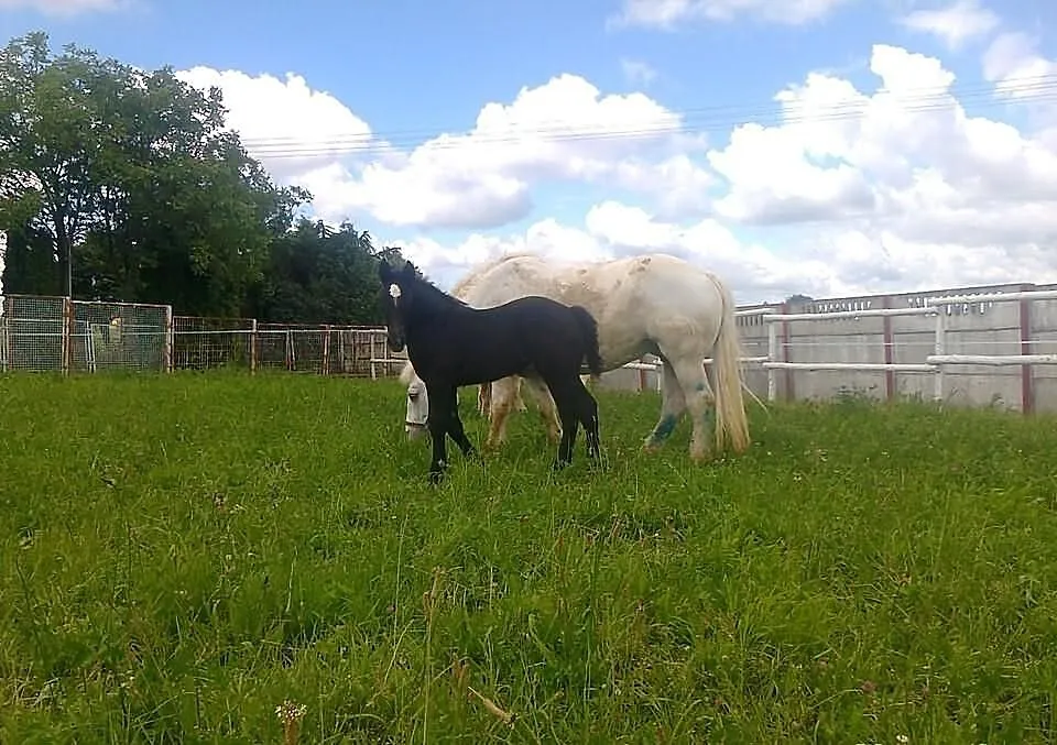 Klacz percheron ze źrebiczką