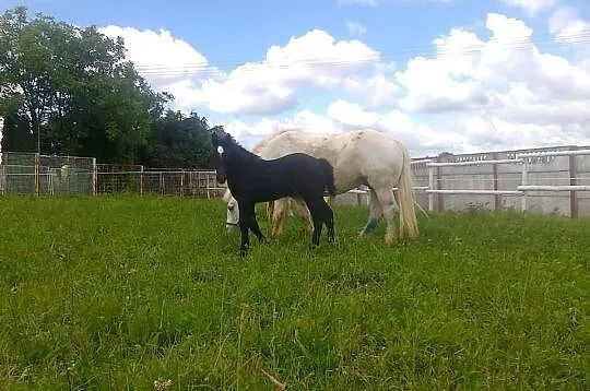 Klacz percheron ze źrebiczką